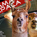 Llama and Alpaca by Jonny D