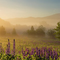 Lupine In The Fog, Sugar Hill, NH