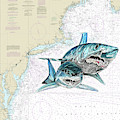 Mako Shark Chart by Mark Ray