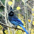 Mountain Jay II by Karen Stansberry
