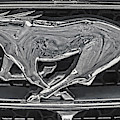 Mustang Emblem Photograph by Stefano Senise