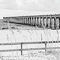 Pensacola Beach Gulf Pier Black and White Panorama Photo Photograph by Paul Velgos