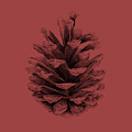 Pine