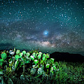 Prickly Pear Beneath the Milky Way by David Morefield
