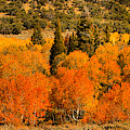 Quaking Fall Aspen Panorama Photograph by Adam Jewell