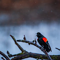 Red-winged Blackbird Protests