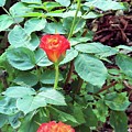 Rose Trio by Karen Stansberry