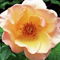 Sunny Rose by Karen Stansberry