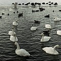 Swan Lake Photograph by Robert Grac