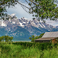T A Moulton Barn Through the Trees