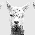 The faces of Alpaca