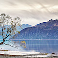 The Lone Willow of Wanaka Photograph by Monamifoto