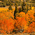Utah Fall Aspen Panorama Photograph by Adam Jewell