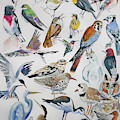 Watercolor - North American Birds