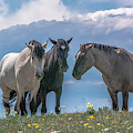Wild Mustangs of Montana