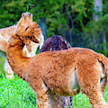 Yoga Alpaca by Jonny D