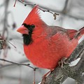 Big Red