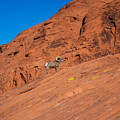 Alpha Bighorn Sheep - Valley of Fire by Jonathan Babon