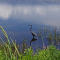 Blue Heron