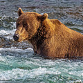 Brown Bear in Aqua Pool by Nancy Gleason