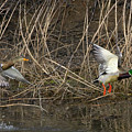 Catahoula Mallards