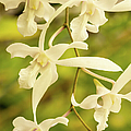 Chain of White Orchid Blossoms #1 by Nancy Gleason
