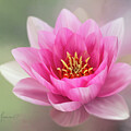 Digitally Painted Water Lily
