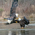 Establishing Dominance
