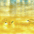 Geese and Goslings #1 Photograph by Bruce Block