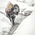 In the stream..