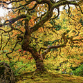 Majestic Japanese Maple in Autumn #1 by Mary Jo Allen
