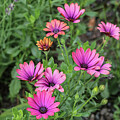 Pink African Daisies #1 by D Lee