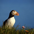 Puffin with flower #2