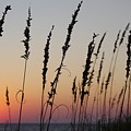 Reeds and Sunset