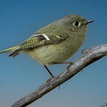 Ruby-crowned Kinglet on a Branch #1 by Joe Fisher