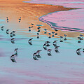 Sandpipers at Sunset #1 Digital Art by Bruce Block