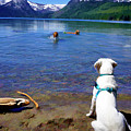 Swim buddies at Fallen Leaf Lake #1 by Waterdancer