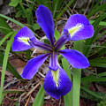 Velvet Iris by Karen Stansberry