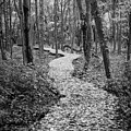 Wandering Through #2 by Steven David Roberts