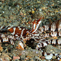 Wunderpus