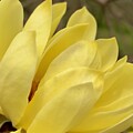 Yellow Magnolia  #1 by Veterans Aerial Media LLC