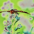 Butterfly on Vibrant Flowers #2 by Bruce Block