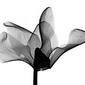 Cyclamen Flower X-ray