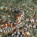 Wunderpus