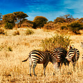 Zebra #2 Photograph by Bruce Block