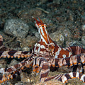 Wunderpus
