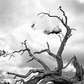 Bristlecone Bones