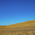 9422_Blue Sky over Cornfield