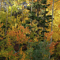 A Dense Forest of Autumn Vibrant Colors by Bonnie Colgan