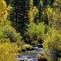 A Fall Serene Forest Stream Scene by Bonnie Colgan